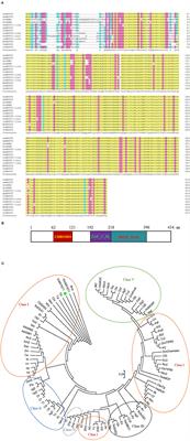 Epigenetic Regulation of Plant Tolerance to Salt Stress by Histone Acetyltransferase GsMYST1 From Wild Soybean